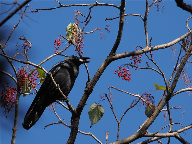 nVugKX,Large-billed Crow